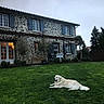 dog, grass, house, stone_wall, blue_shutters, window, lawn, outdoor, pet, canine, relaxed, daytime, garden, tree, bench, door, potted_plants, cloudy_sky, building, yard