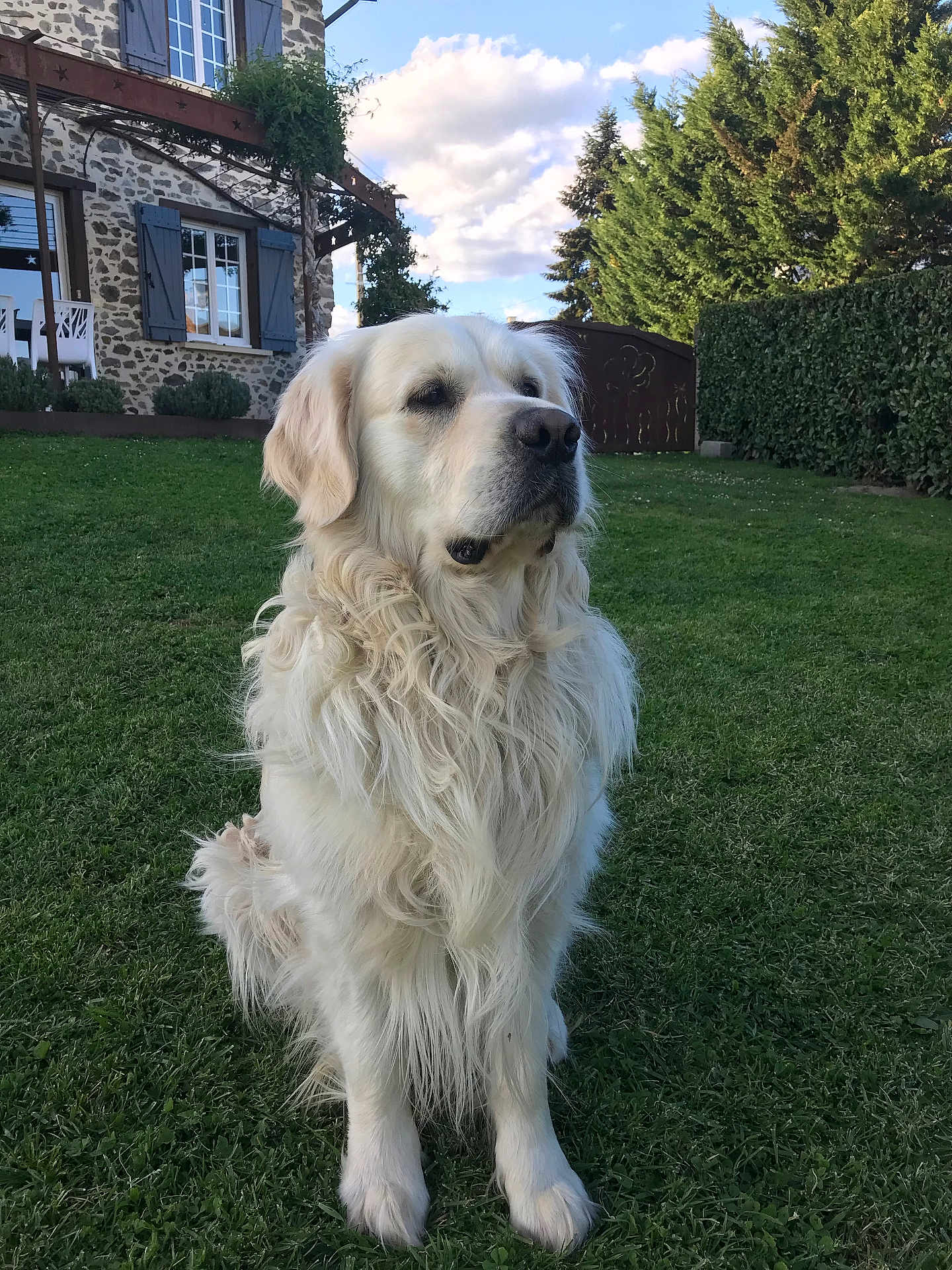 Roy participe au concours pour gagner de l'argent avec cette photo : dog, golden_retriever, grass, house, stone_wall, window, shutters, tree, hedge, sky, clouds, outdoor, pet, animal, fur, nature, garden, sitting, canine, sunlight