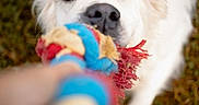 Roy participe au concours pour gagner de l'argent avec cette photo : dog, white_dog, rope_toy, playing, tug_of_war, pet, animal, outdoor, grass, fun, close_up, canine, mouth, fur, chewing, toy, interaction, hand, blurred_background, daylight