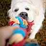 dog, white_dog, rope_toy, playing, tug_of_war, pet, animal, outdoor, grass, fun, close_up, canine, mouth, fur, chewing, toy, interaction, hand, blurred_background, daylight