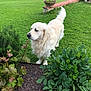 dog, golden_retriever, garden, greenery, plants, grass, outdoor, pet, canine, fur, nature, yard, leafy, peaceful, domestic_animal, animal, flora, curious, standing, daylight