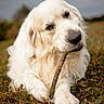 Roy a rejoint le concours — aidez-le/la à gagner de superbes lots ! dog, golden_retriever, chewing, stick, grass, outdoor, pet, canine, nature, animal, playing, muzzle, fur, lying_down, closeup, portrait, field, daylight, expression, cute