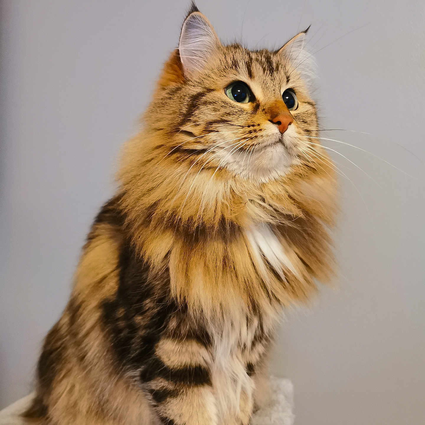 Lilou a rejoint le concours — aidez-le/la à gagner de superbes lots ! abyssinian, angora, animal, cat, kitten, manx, pet, siamese, wood