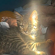 Nance is registered to the contest to win money with this photo: animal, bed, blanket, cat, closeup, cozy, curious, cute, feline, fur, indoor, kitten, light, pet, resting, shadow, soft, tabby, whiskers, young