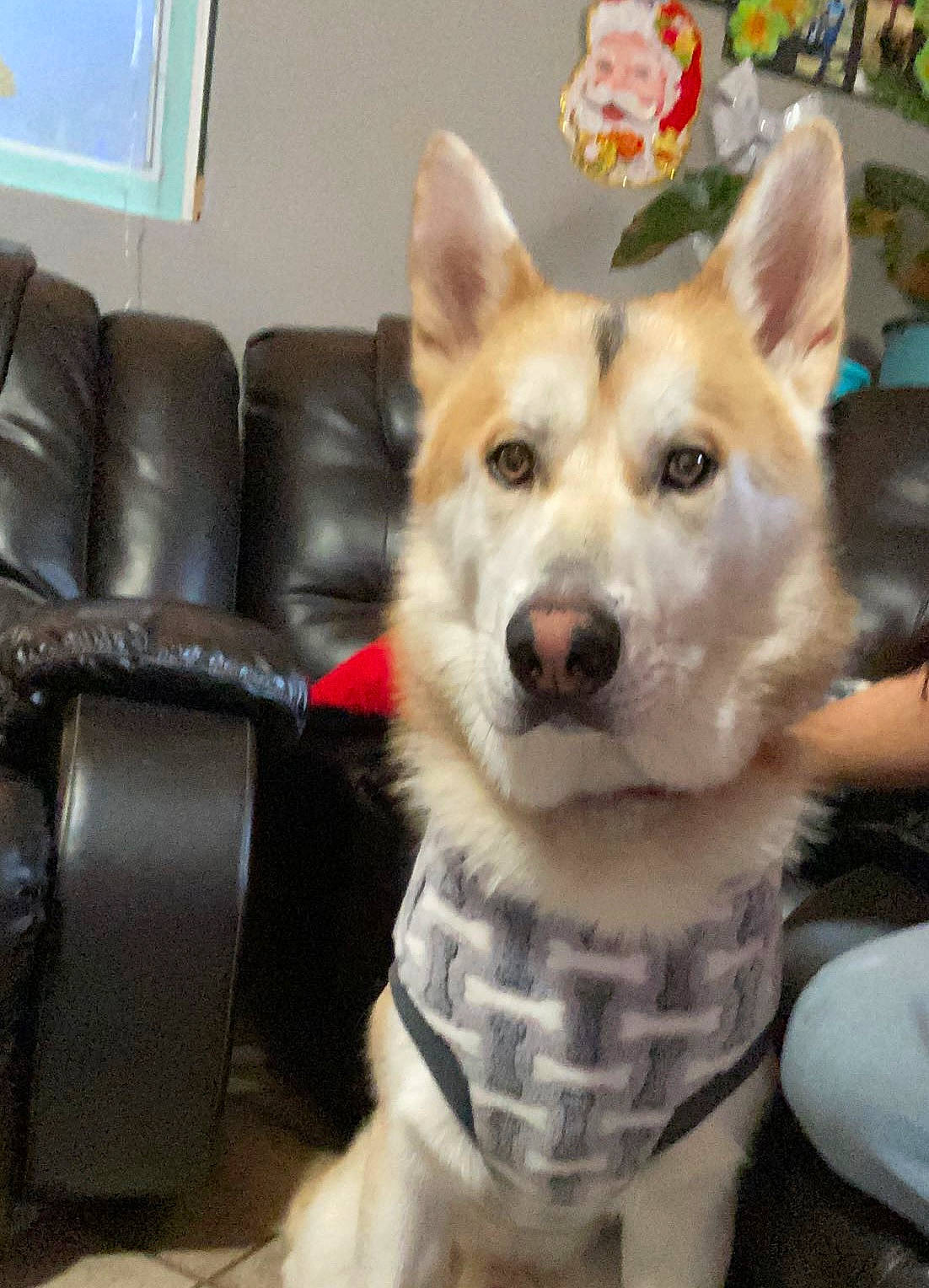 Oso is registered to the contest to win money with this photo: armrest, carnivore, chair, comfort, companion_dog, couch, dog, dog_breed, door, fawn, flooring, fur, sleeper_chair, snout, sporting_group, tail, whiskers, window, working_animal, working_dog