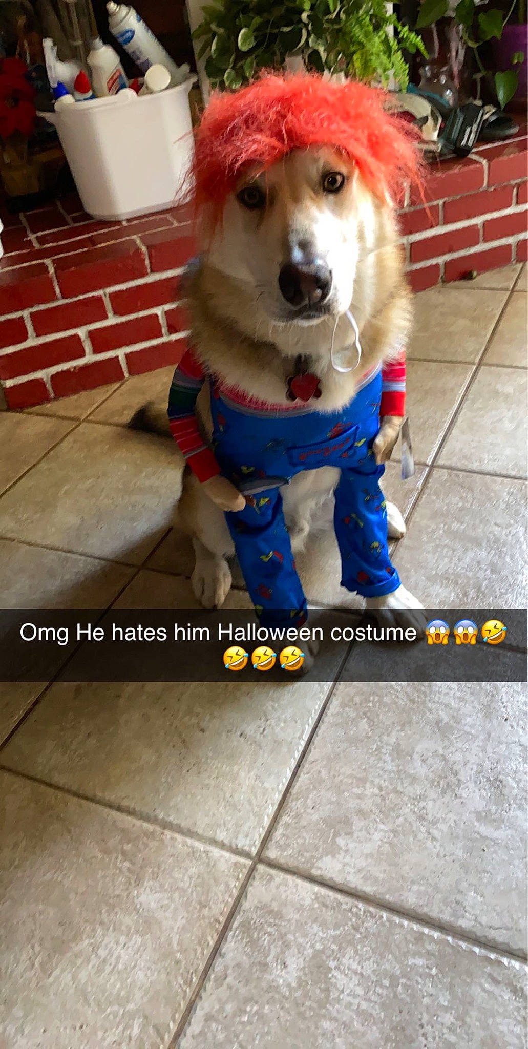 Oso is registered to the contest to win money with this photo: canidae, carnivore, chair, collar, companion_dog, costume, dog, dog_breed, dog_collar, dog_supply, fawn, flooring, fun, fur, leash, pet_supply, photo_caption, snout, sporting_group, window