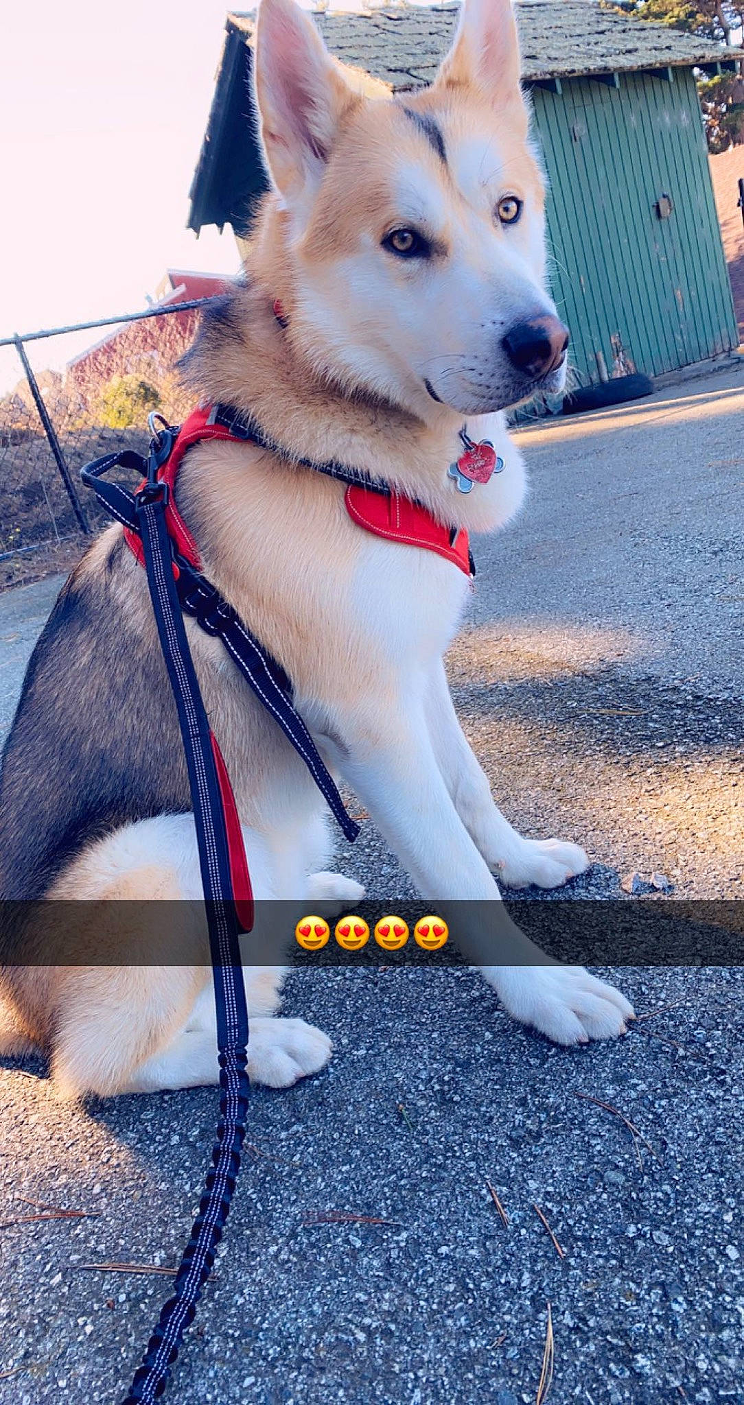 Oso joined the competition — help win amazing prizes! ancient_dog_breeds, canidae, carnivore, collar, companion_dog, dog, dog_breed, dog_collar, dog_supply, electric_blue, fashion_accessory, fawn, fur, leash, paw, pet_supply, snout, sporting_group, tail, working_dog