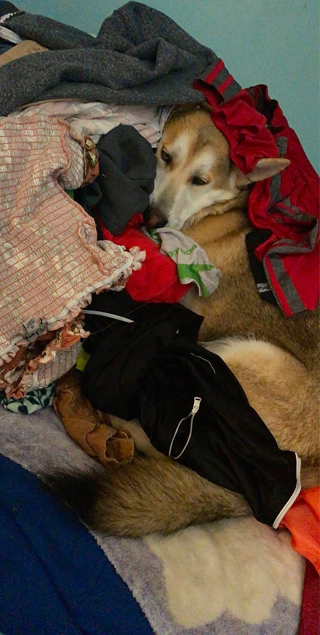 Oso joined the competition — help win amazing prizes! adventure, bag, canidae, carnivore, comfort, companion_dog, dog, dog_breed, dog_clothes, dog_supply, fawn, fur, leash, linens, mammal, nap, pet_supply, sporting_group, vertebrate, working_animal