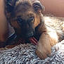dog, puppy, german_shepherd, chewing, toy, indoor, shaggy_rug, fur, pet, animal, relaxed, sunlight, cozy, brown, black, ears, paw, cute, companion, resting