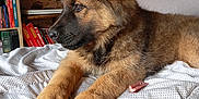 Athena participe au concours pour gagner de l'argent avec cette photo : puppy, dog, bed, blanket, indoor, furniture, toy, model_cars, bookshelf, books, brown_fur, black_muzzle, ears, paws, cozy, relaxed, side_view, cute, pet, home