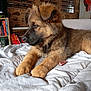 puppy, dog, bed, blanket, indoor, furniture, toy, model_cars, bookshelf, books, brown_fur, black_muzzle, ears, paws, cozy, relaxed, side_view, cute, pet, home