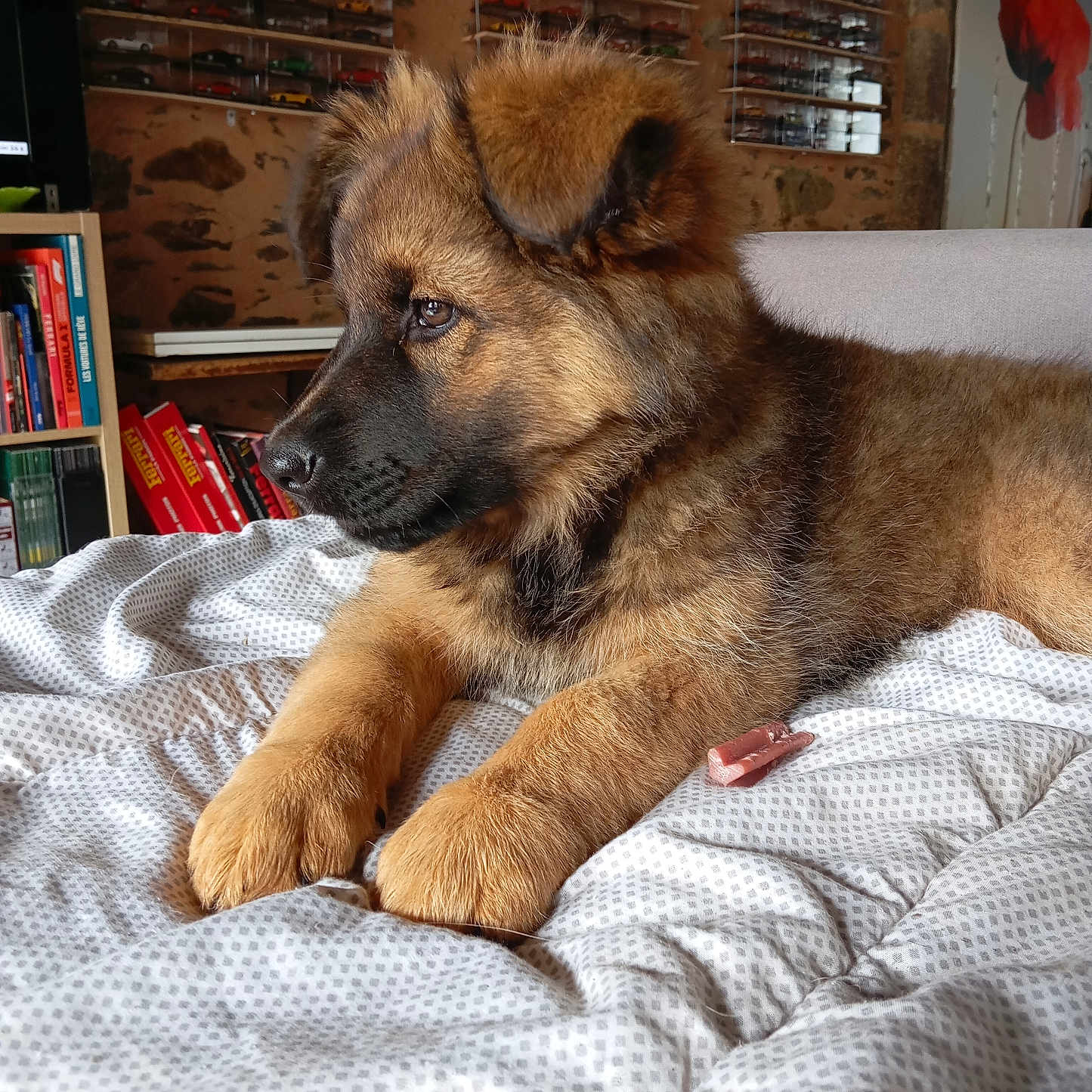 Athena participe au concours pour gagner de l'argent avec cette photo : bed, black_muzzle, blanket, books, bookshelf, brown_fur, cozy, cute, dog, ears, furniture, home, indoor, model_cars, paws, pet, puppy, relaxed, side_view, toy