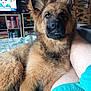 dog, puppy, german_shepherd, furry, pet, indoor, person, shorts, living_room, bookshelf, television, model_cars, couch, blanket, fur, ears, face, eyes, tongue, relaxing