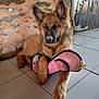 dog, puppy, toy, pink, flamingo, chewed, floor, tile, stone_wall, resting, pet, indoor, fur, ears, paw, cute, animal, domestic, young, relaxed