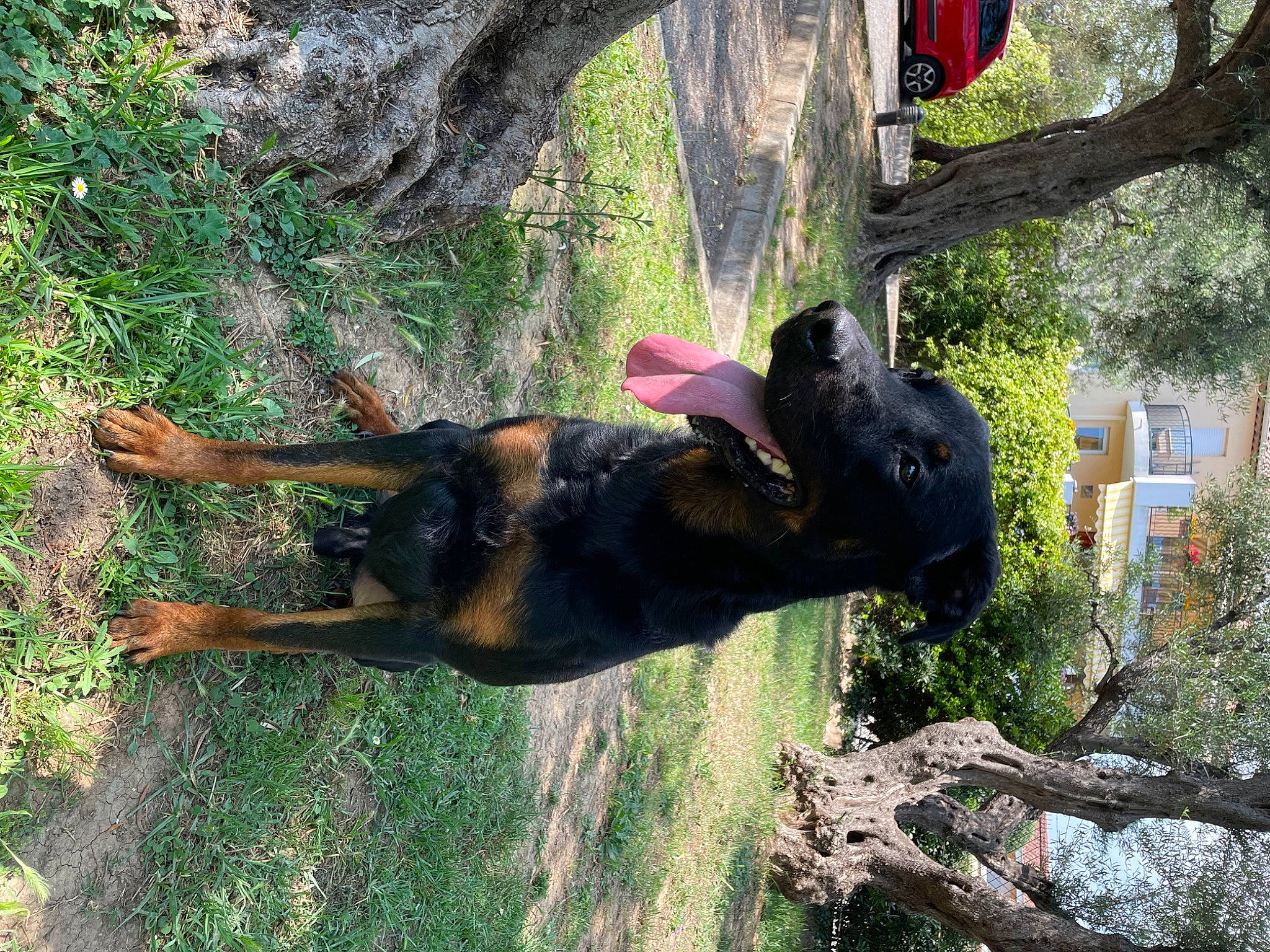 Timal a rejoint le concours — aidez-le/la à gagner de superbes lots ! canidae, carnivore, dog, dog_breed, fawn, german_shepherd_dog, grass, guard_dog, hunting_dog, plant, snout, sporting_group, tail, terrestrial_animal, tree, trunk, wildlife, wood, working_animal