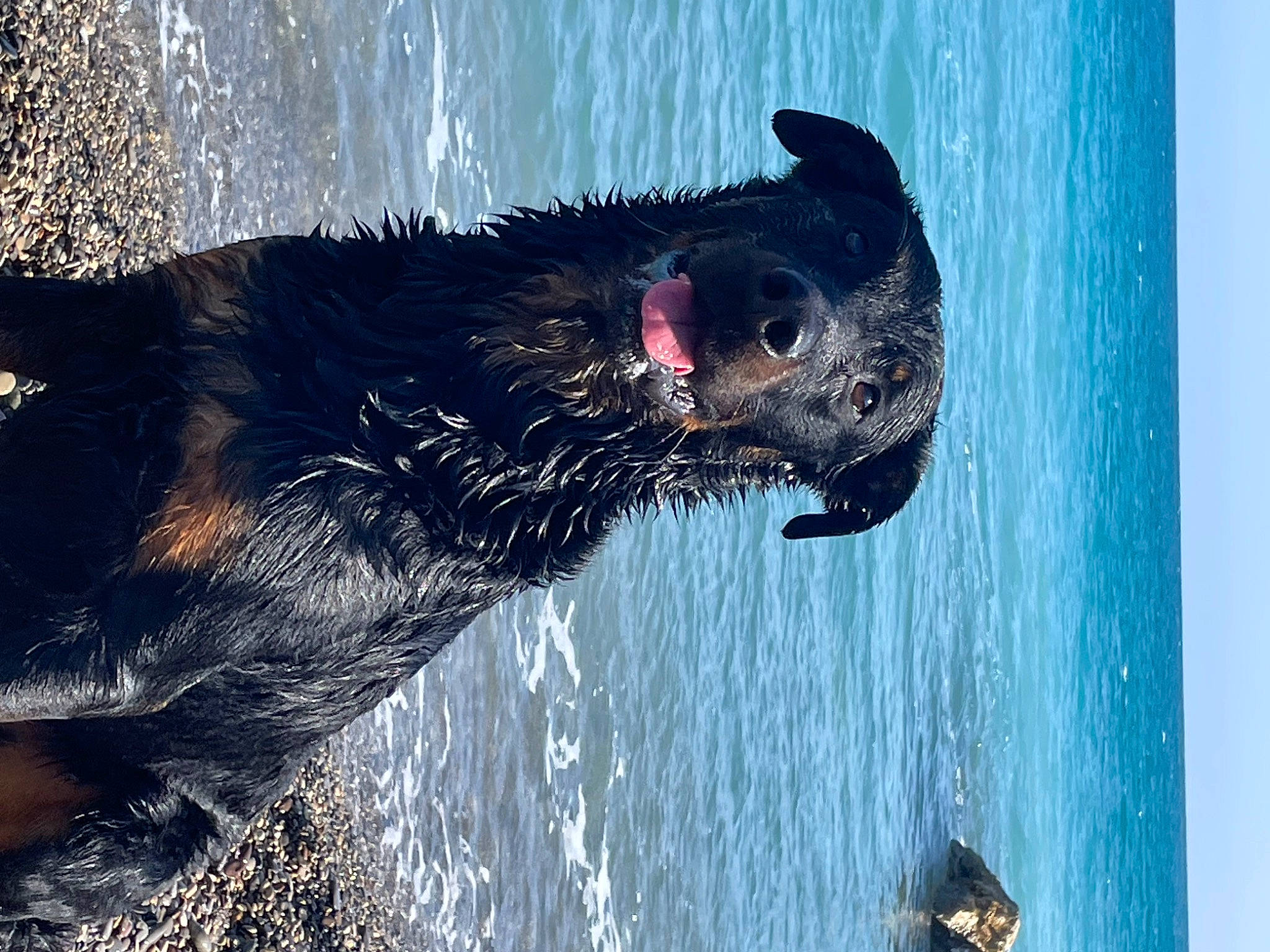 Timal a rejoint le concours — aidez-le/la à gagner de superbes lots ! canidae, carnivore, companion_dog, dog_breed, fang, fluid, fur, guard_dog, happy, lake, liquid, marine_mammal, snout, sporting_group, tail, terrestrial_animal, water, whiskers, wildlife