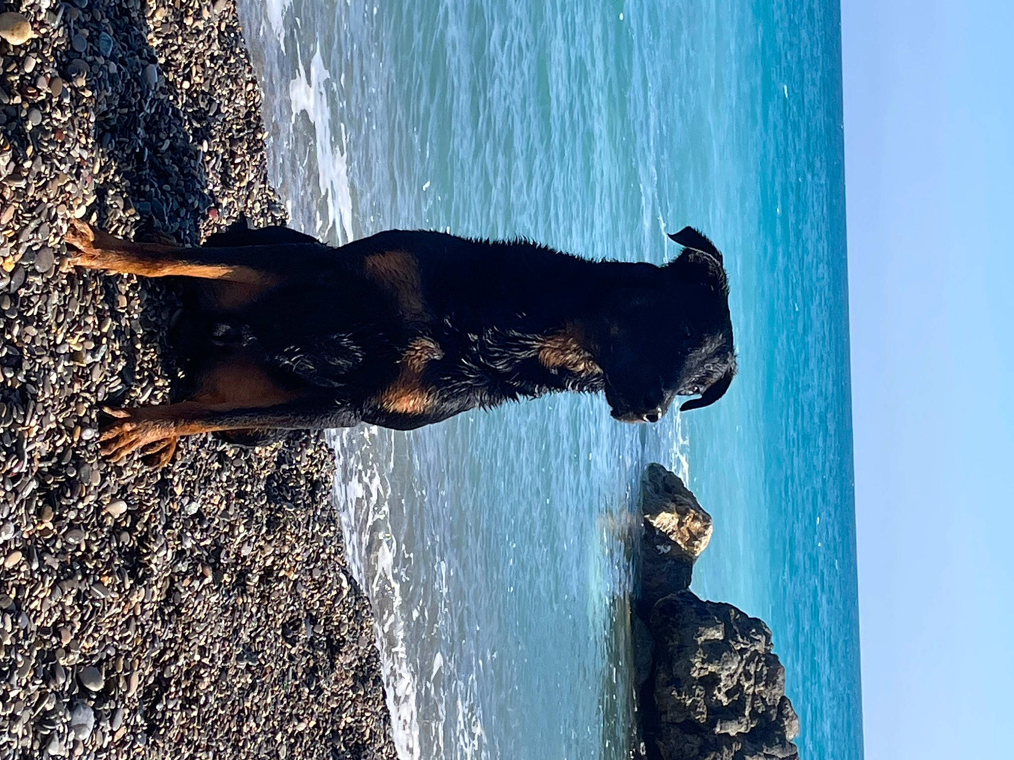 Timal a rejoint le concours — aidez-le/la à gagner de superbes lots ! azure, beach, body_of_water, elbow, fun, guard_dog, happy, lake, leisure, ocean, people_in_nature, reflection, shadow, sky, tail, tree, water, wave, wind_wave, wood