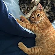 Tom And Jerry is registered to the contest to win money with this photo: cat, tabby_cat, orange_cat, bed, blanket, sleeping, cuddling, pet, feline, fur, whiskers, paw, domestic_cat, cozy, resting, indoor, cute, animal, sleepy, companion