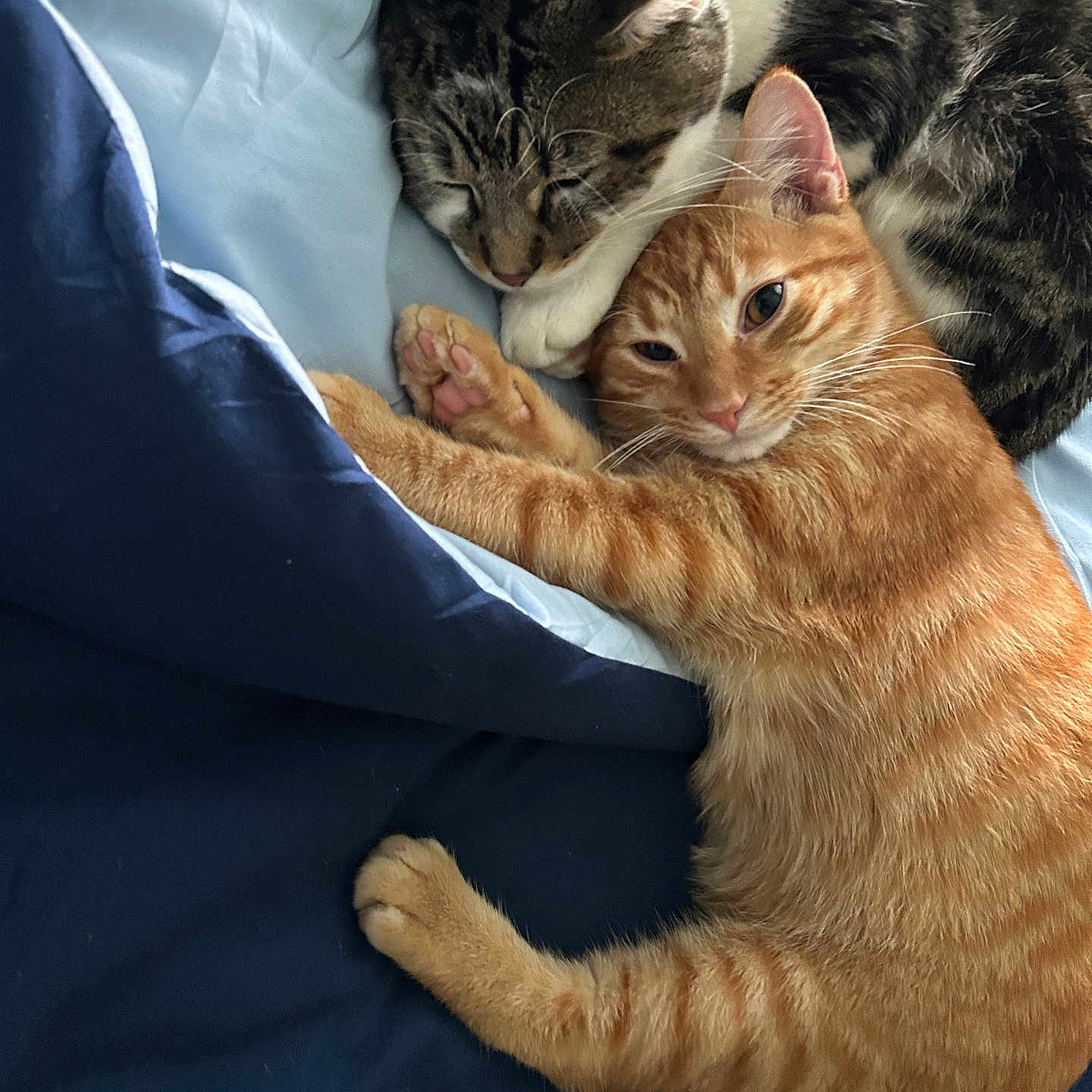 Tom And Jerry is registered to the contest to win money with this photo: animal, bed, blanket, cat, companion, cozy, cuddling, cute, domestic_cat, feline, fur, indoor, orange_cat, paw, pet, resting, sleeping, sleepy, tabby_cat, whiskers