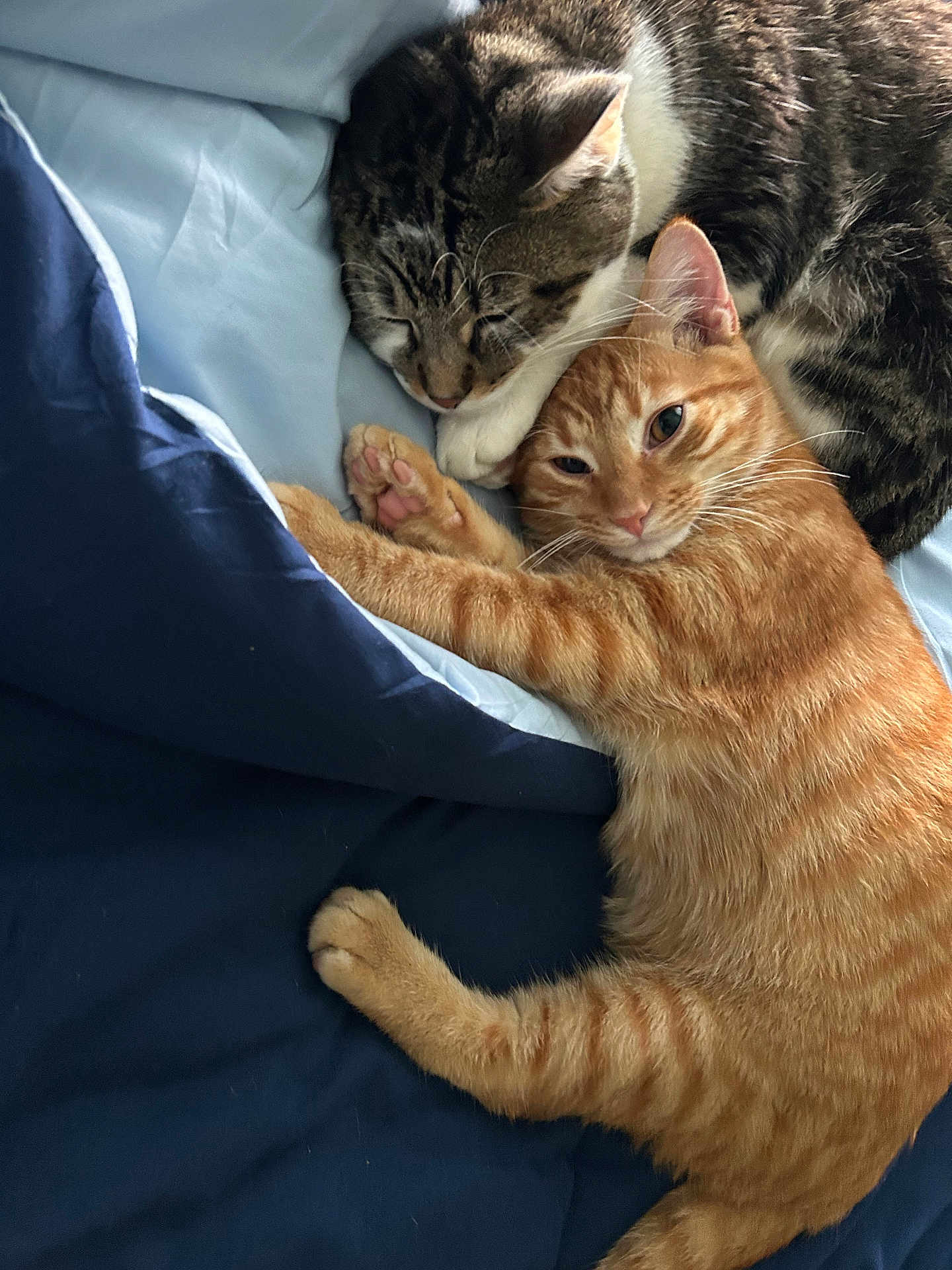Tom And Jerry is registered to the contest to win money with this photo: cat, tabby_cat, orange_cat, bed, blanket, sleeping, cuddling, pet, feline, fur, whiskers, paw, domestic_cat, cozy, resting, indoor, cute, animal, sleepy, companion