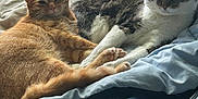 Tom And Jerry is registered to the contest to win money with this photo: cat, cats, feline, pet, indoor, bed, blanket, resting, sleepy, fur, orange_cat, tabby_cat, white_cat, paw, cozy, relaxing, animal, cute, companionship, sunlight