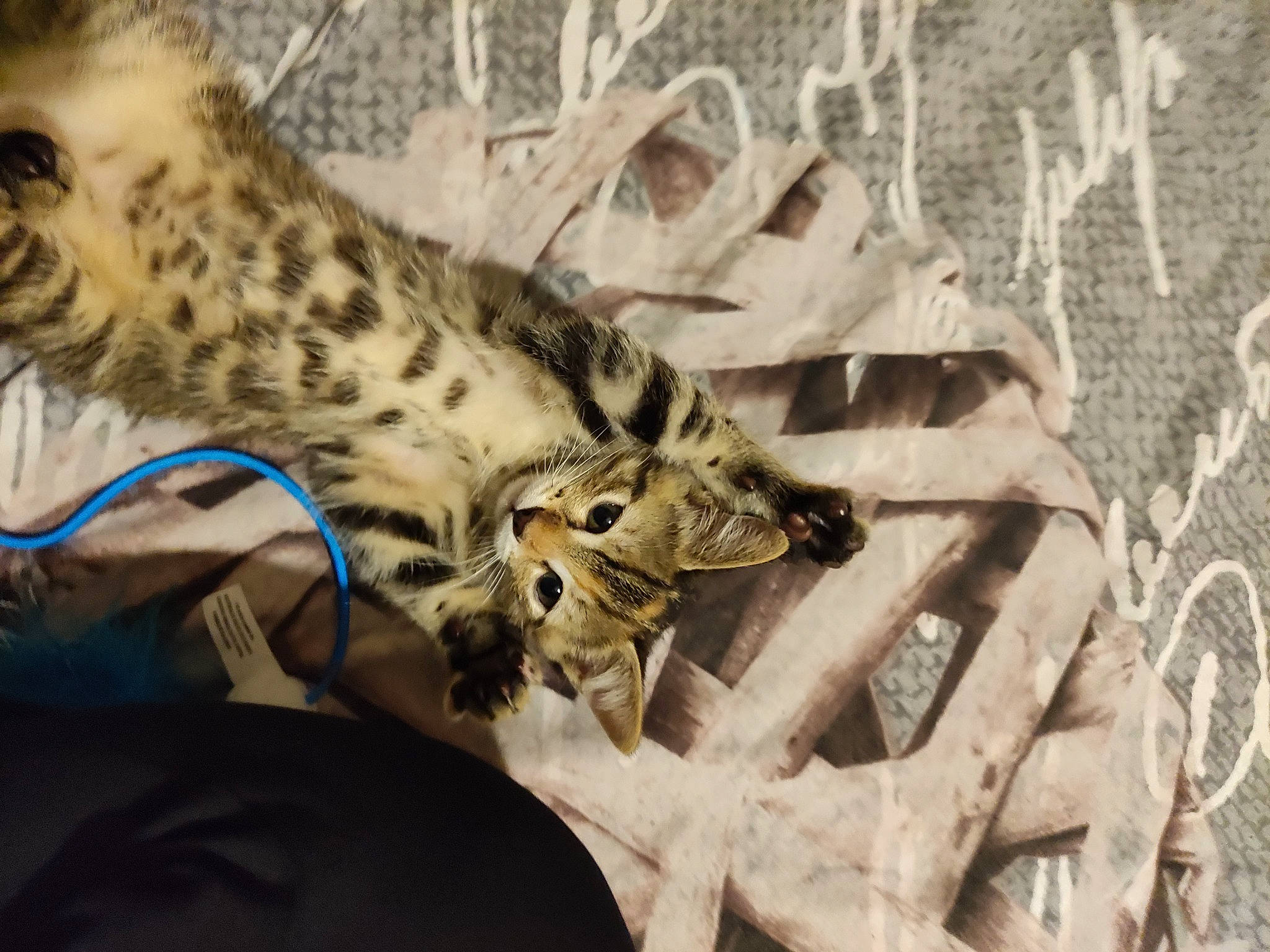 Nala participe au concours pour gagner de l'argent avec cette photo : big_cats, carnivore, cat, claw, domestic_short_haired_cat, fawn, felidae, fur, grass, jaguar, leopard, ocelot, organism, small_to_medium_sized_cats, snow_leopard, tail, terrestrial_animal, whiskers, wildlife, wood