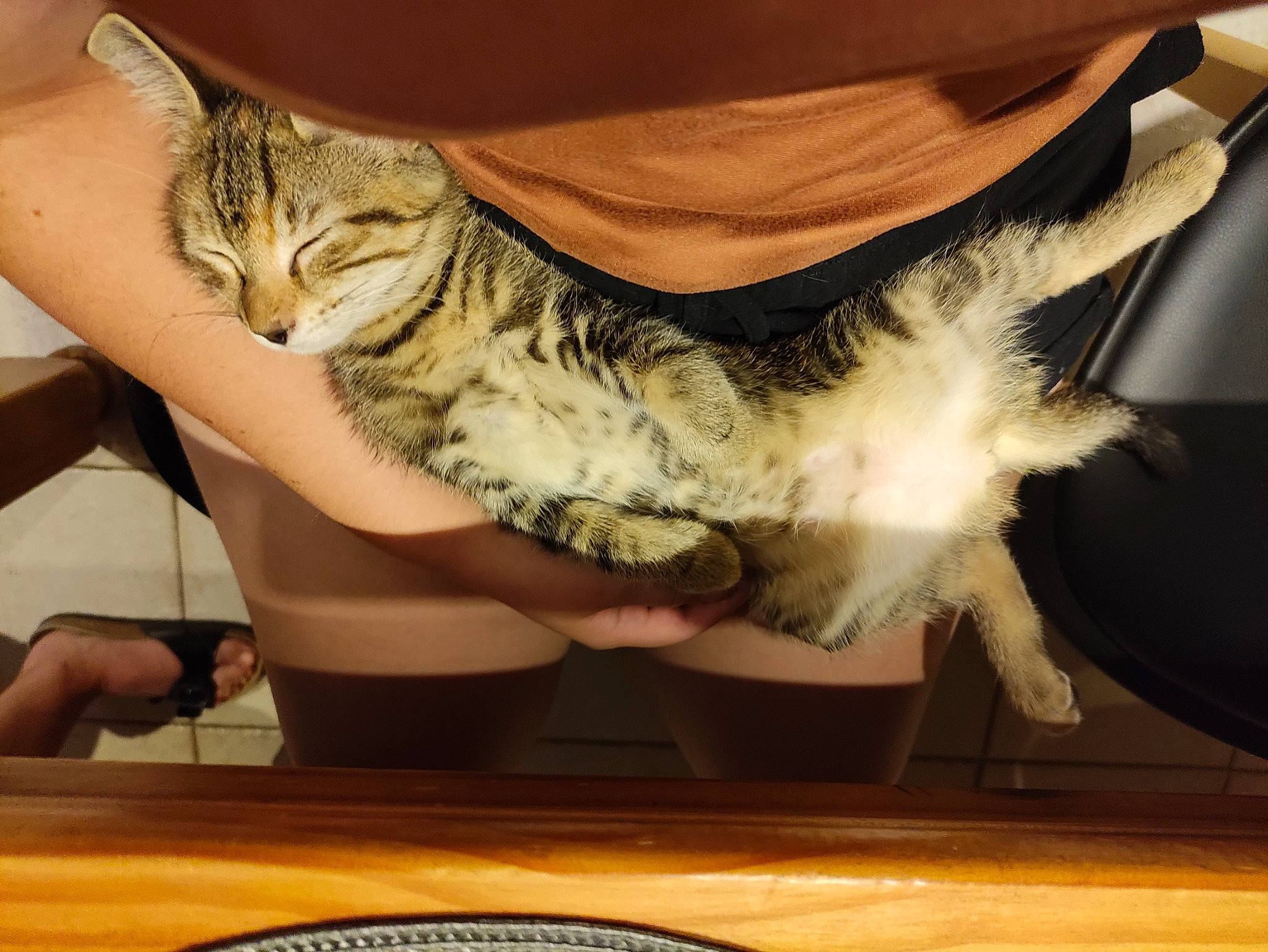 Nala a rejoint le concours — aidez-le/la à gagner de superbes lots ! carnivore, cat, chair, comfort, domestic_short_haired_cat, fashion_accessory, feather, felidae, fur, gesture, human_leg, nail, paw, room, small_to_medium_sized_cats, table, tail, thigh, whiskers, wing