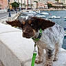 puppy, dog, leash, waterfront, boats, stone_ledge, ears_flapping, outdoor, cityscape, buildings, harbor, cute, pet, walking, canine, small_dog, brown_and_white, collar, coast, travel