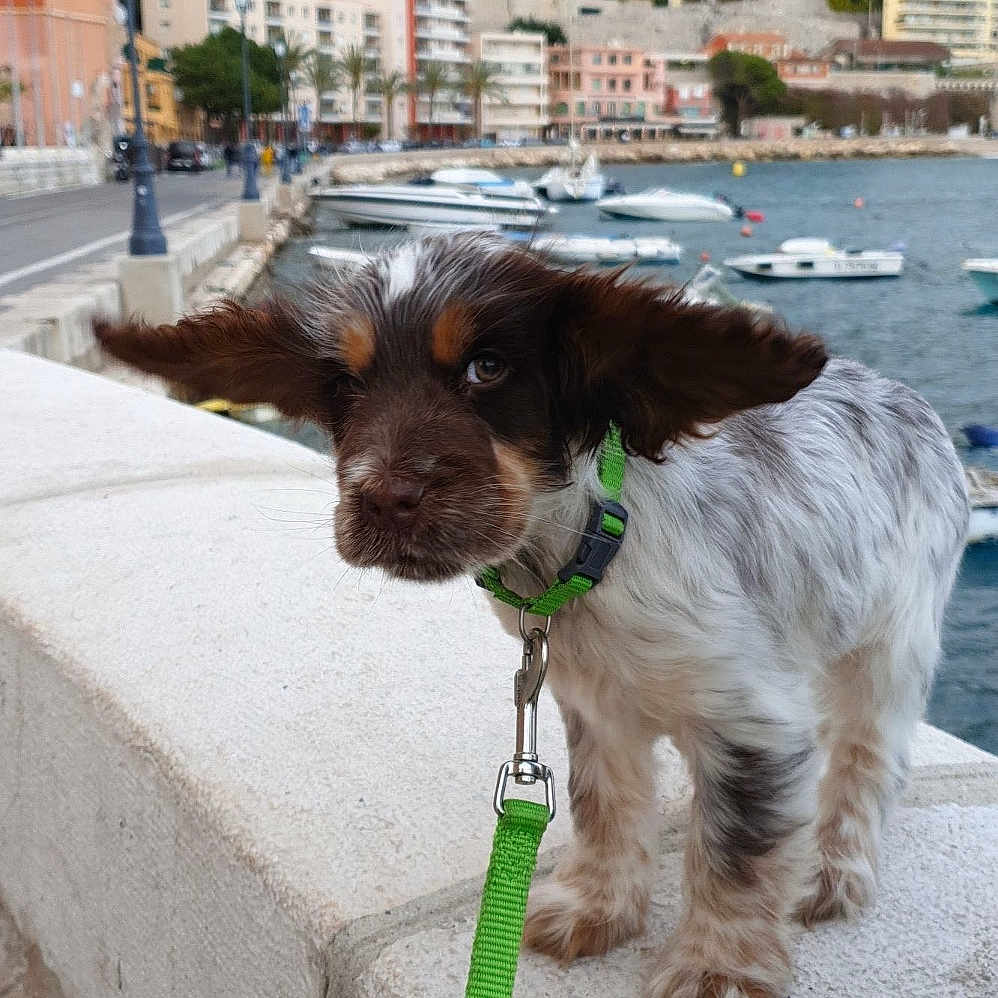 Oslo participe au concours pour gagner de l'argent avec cette photo : puppy, dog, leash, waterfront, boats, stone_ledge, ears_flapping, outdoor, cityscape, buildings, harbor, cute, pet, walking, canine, small_dog, brown_and_white, collar, coast, travel