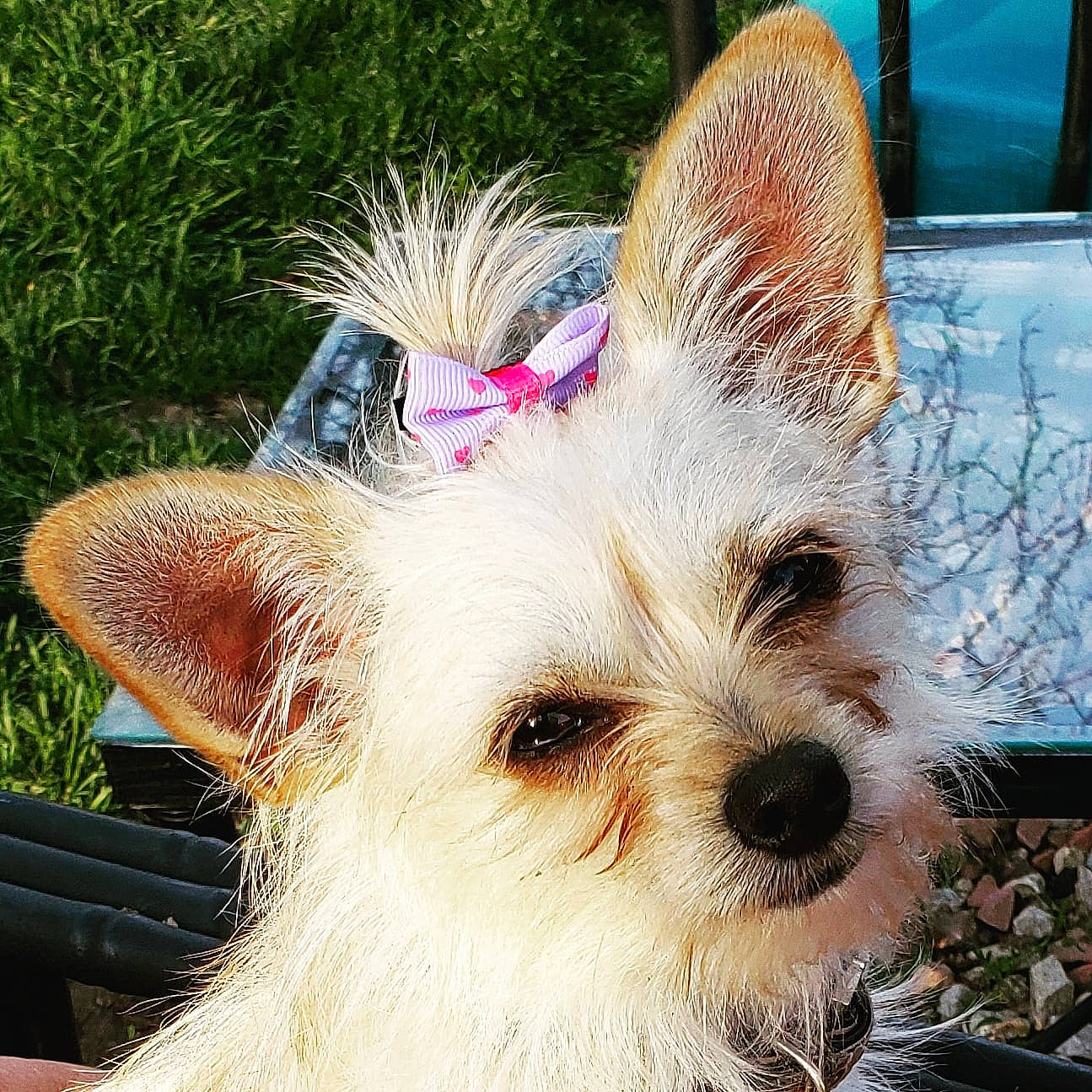Punky is registered to the contest to win money with this photo: biewer_terrier, canidae, carnivore, companion_dog, dog, dog_breed, ear, mammal, norwich_terrier, plant, puppy, rare_breed_dog, small_terrier, snout, terrier, toy_dog, vertebrate, west_highland_white_terrier, whiskers, yorkshire_terrier