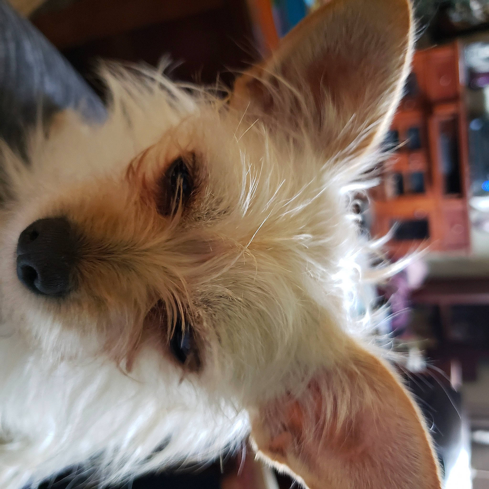 Punky is registered to the contest to win money with this photo: biewer_terrier, canidae, carnivore, chinese_crested_dog, companion_dog, dog, dog_breed, ear, eye, maltepoo, mammal, morkie, nose, puppy, snout, terrier, vertebrate, west_highland_white_terrier, whiskers, yorkshire_terrier