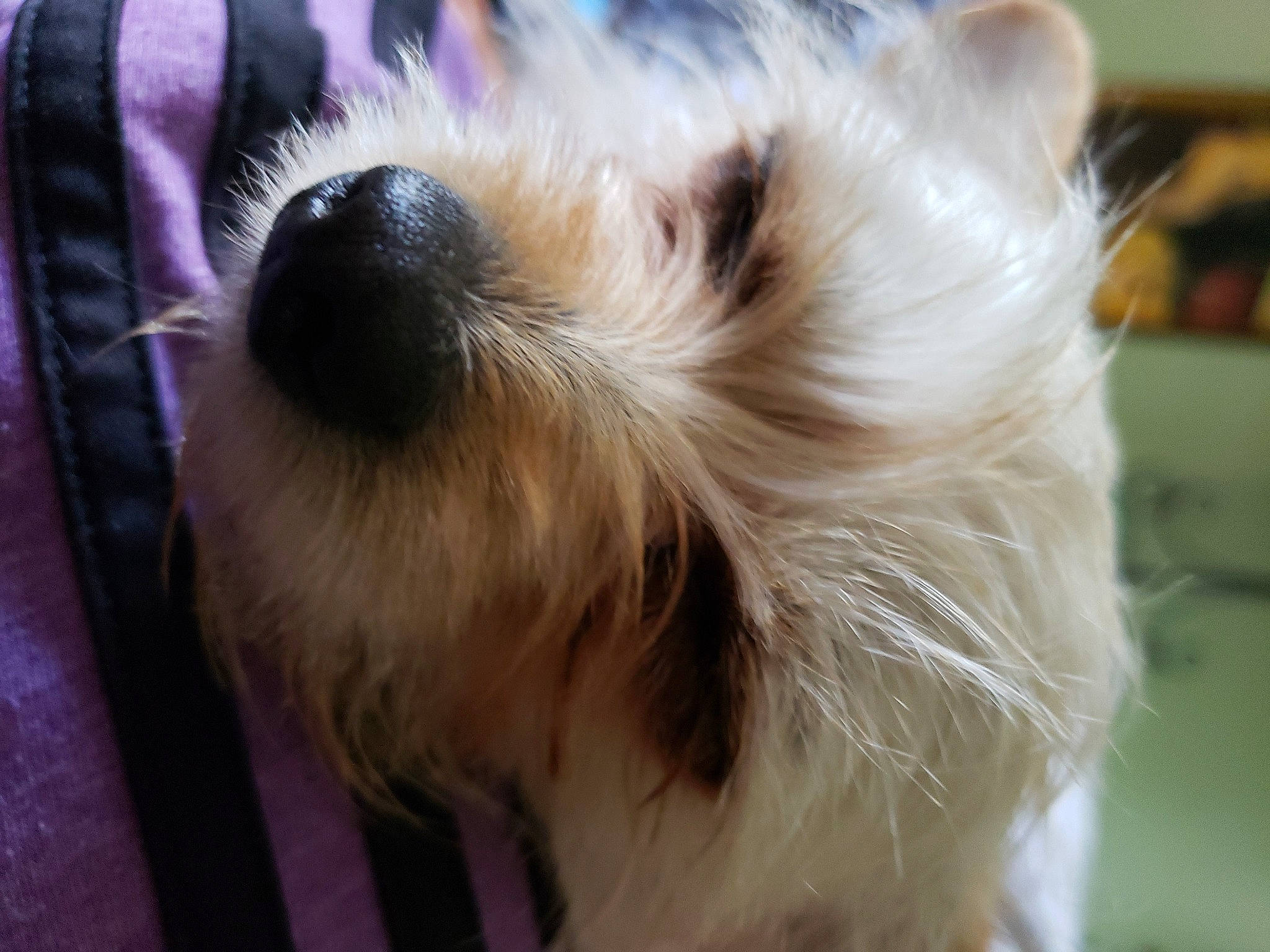 Punky is registered to the contest to win money with this photo: australian_silky_terrier, australian_terrier, canidae, carnivore, companion_dog, dog, dog_breed, ear, mammal, morkie, puppy, rare_breed_dog, schnoodle, small_terrier, snout, sporting_lucas_terrier, terrier, toy_dog, vertebrate, yorkshire_terrier