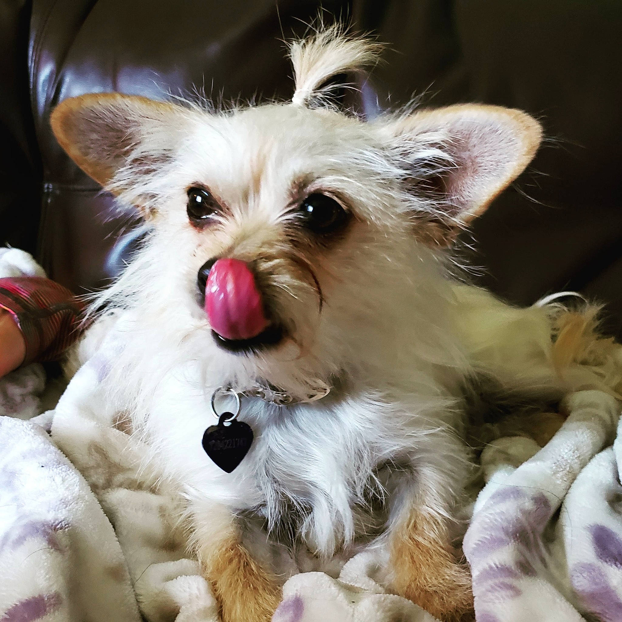 Punky joined the competition — help win amazing prizes! biewer_terrier, cairn_terrier, canidae, carnivore, chinese_crested_dog, companion_dog, dog, dog_breed, ear, mammal, morkie, nose, puppy, rare_breed_dog, snout, terrier, tongue, toy_dog, vertebrate, whiskers