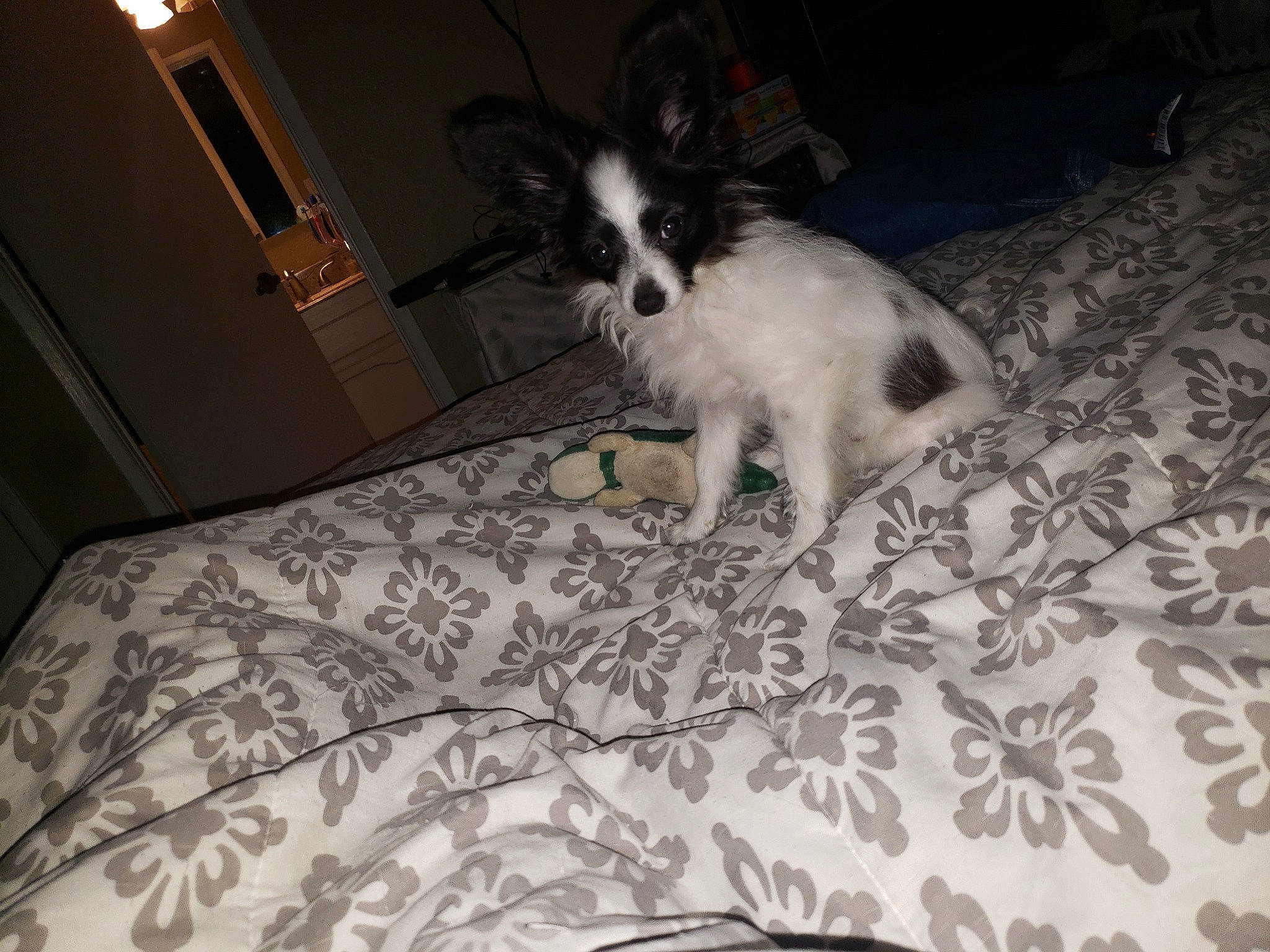 Taz is registered to the contest to win money with this photo: canidae, carnivore, companion_dog, dog, dog_breed, mammal, papillon, phalene, puppy, spaniel, sporting_group, toy_dog, whiskers