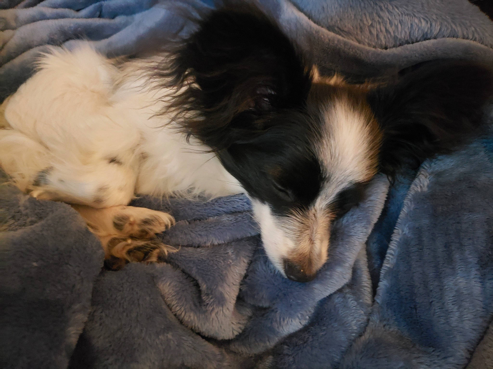 Taz is registered to the contest to win money with this photo: canidae, carnivore, companion_dog, dog, dog_breed, mammal, snout, sporting_group, vertebrate