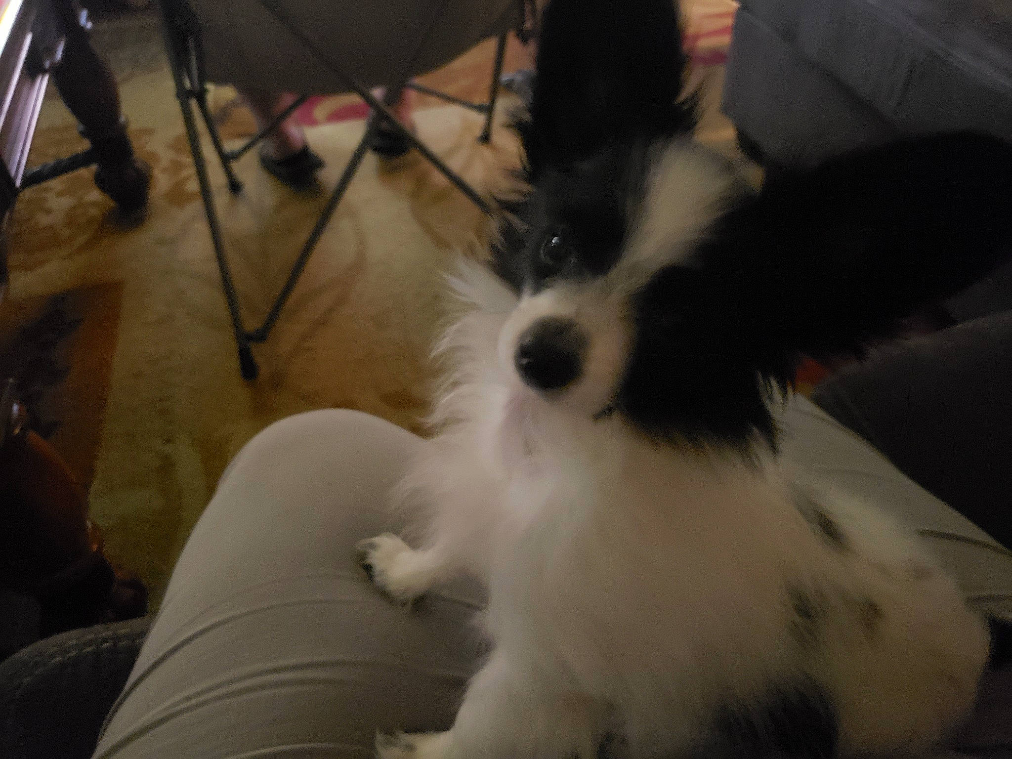 Taz is registered to the contest to win money with this photo: canidae, carnivore, companion_dog, dog, dog_breed, ear, mammal, papillon, phalene, puppy, spaniel, sporting_group, toy_dog