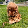 dog, golden_brown, long_ears, grass, outdoor, chewing, stick, lying_down, fluffy, nature, blurred_background, people, conversation, greenery, pet, canine, relaxed, close_up, animal, daylight