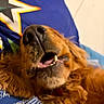 Ricky participe au concours pour gagner de l'argent avec cette photo : dog, golden_retriever, close_up, nose, teeth, mouth, fur, lying_down, blue_blanket, patterned_blanket, star_pattern, cozy, relaxed, pet, animal, indoor, sleepy, whiskers, canine, snout