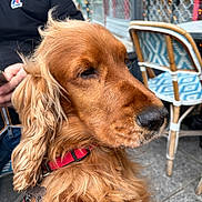 Ricky a rejoint le concours — aidez-le/la à gagner de superbes lots ! dog, golden_retriever, pet, animal, collar, outdoor, cafe, chair, bokeh, fur, closeup, portrait, muzzle, snout, ears, leash, calm, waiting, human_hand, casual
