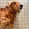 Ricky participe au concours pour gagner de l'argent avec cette photo : dog, golden_retriever, cocker_spaniel, pet, canine, fur, lying_down, floor, tile, brown, close_up, portrait, domestic_animal, looking_away, cute, fluffy, animal, companion, relaxed, indoors