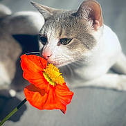 Sakura participe au concours pour gagner de l'argent avec cette photo : cat, flower, orange_flower, pet, animal, whiskers, close_up, nature, curious, indoor, soft_light, feline, sniffing, colorful, plant, bright, texture, peaceful, relaxed, cute