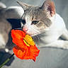 cat, flower, orange_flower, pet, animal, whiskers, close_up, nature, curious, indoor, soft_light, feline, sniffing, colorful, plant, bright, texture, peaceful, relaxed, cute