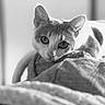 Sakura participe au concours pour gagner de l'argent avec cette photo : animal, black_and_white, cat, close_up, cozy, cushion, cute, domestic, ears, eyes, feline, indoor, monochrome, pet, portrait, relaxed, resting, soft_light, texture, whiskers