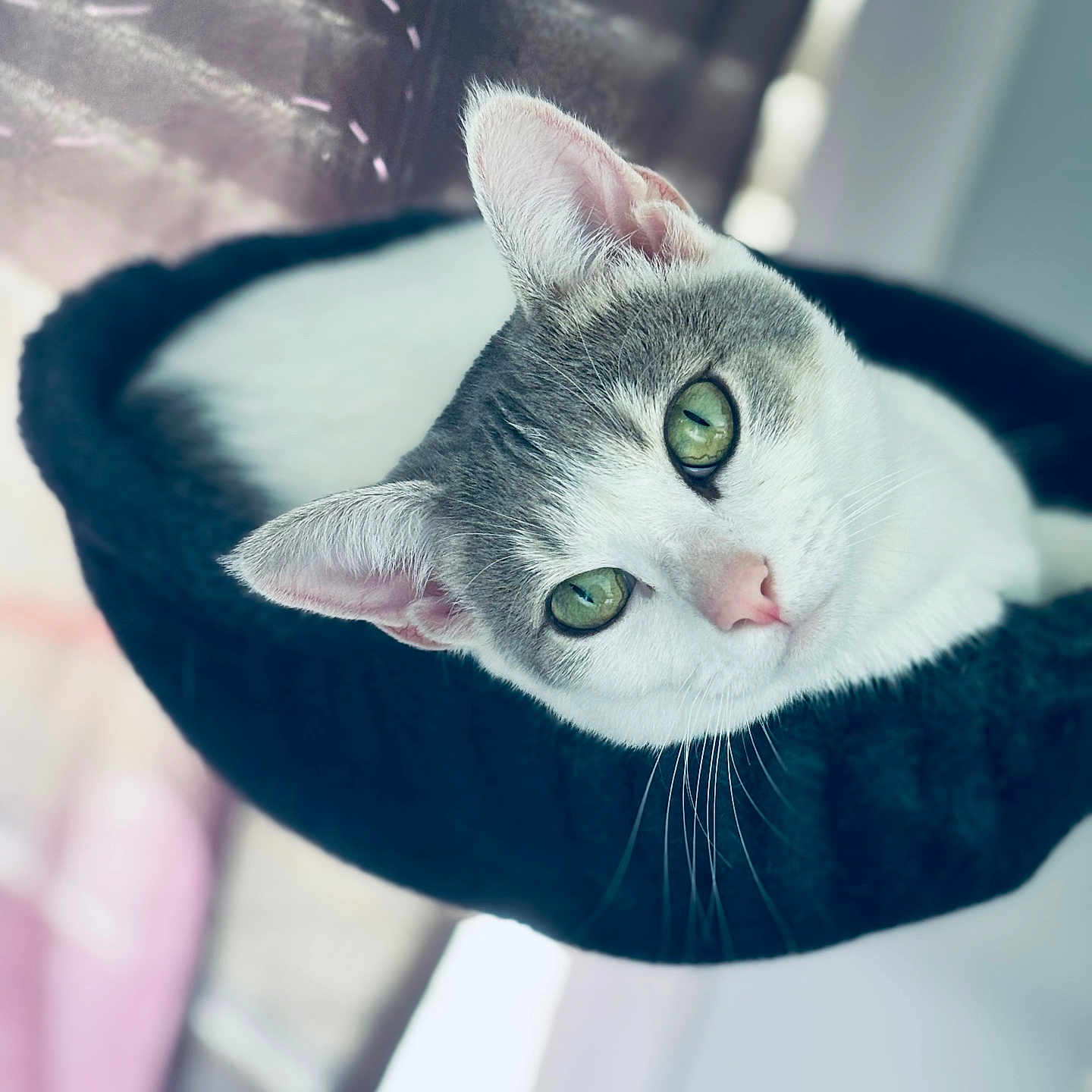 Sakura a rejoint le concours — aidez-le/la à gagner de superbes lots ! cat, green_eyes, pet, feline, indoor, cozy, cat_bed, whiskers, curious, cute, close_up, relaxed, soft_light, window, curtains, fur, pink_nose, animal, portrait, domestic