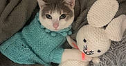Sakura participe au concours pour gagner de l'argent avec cette photo : animal, blue_sweater, cat, clothing, cozy, cute, cute_pet, fluffy_rug, grey_cat, grey_rug, home, indoor, knitted_bunny, knitted_sweater, laying_down, pet, relaxed, soft_texture, toy, white_cat