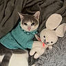Sakura participe au concours pour gagner de l'argent avec cette photo : cat, knitted_sweater, blue_sweater, toy, knitted_bunny, fluffy_rug, grey_rug, cozy, pet, cute, relaxed, indoor, animal, white_cat, grey_cat, clothing, soft_texture, laying_down, cute_pet, home