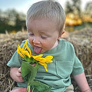Carson is registered to the contest to win money with this photo: blond_hair, casual_clothing, child, closeup, curious, flower, green_leaves, green_shirt, hand, hay_bale, nature, outdoor, person, plant, portrait, summer, sunflower, sunset, toddler, tongue_out