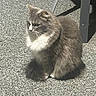 cat, feline, fluffy, gray_and_white, long_hair, whiskers, green_eyes, sitting, outdoor, patio, chair, metal, ground, concrete, shadow, sunlight, animal, pet, portrait, close_up