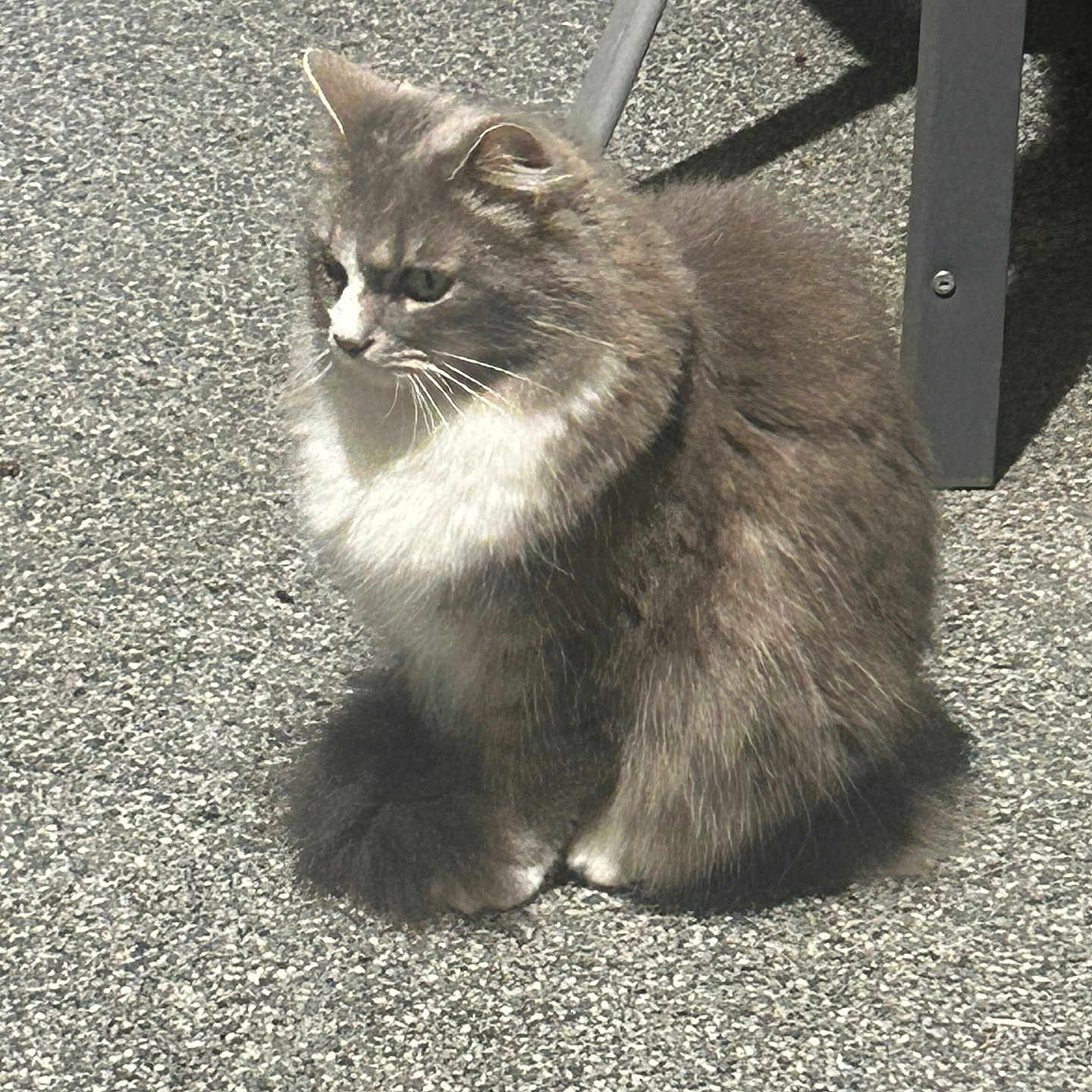 Bonbon