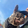 dog, french_bulldog, pet, tongue_out, bandana, cap, blue_sky, outdoor, close_up, portrait, wrinkled_face, ear, collar, owner_partial, person, shallow_depth_of_field, sunny, playful, candid, adorable
